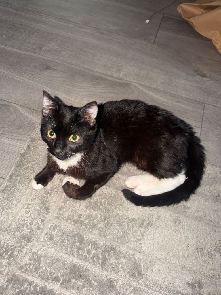 black&white kitten 