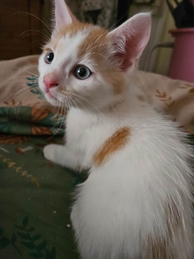 2 beautiful boy kittens