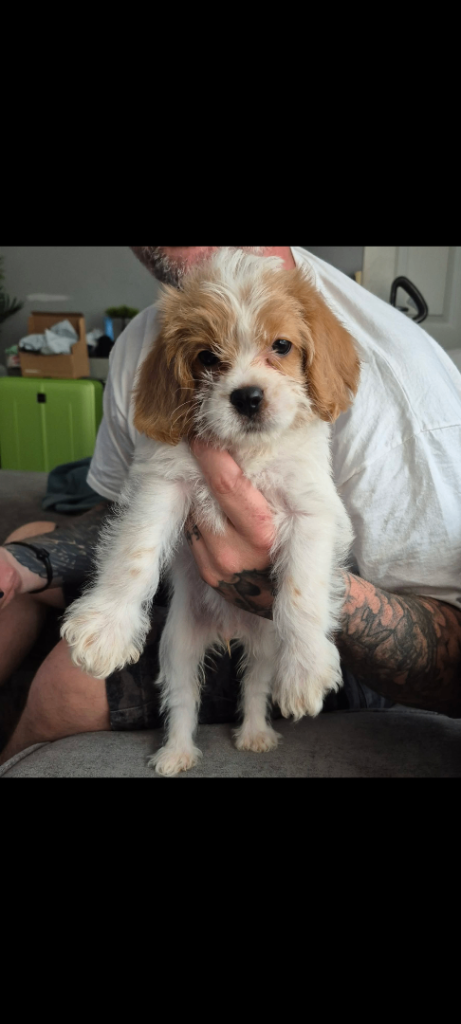 Beautiful puppies for sale 