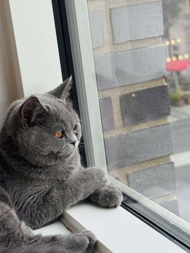 lilac British shorthair GCCF pedigree