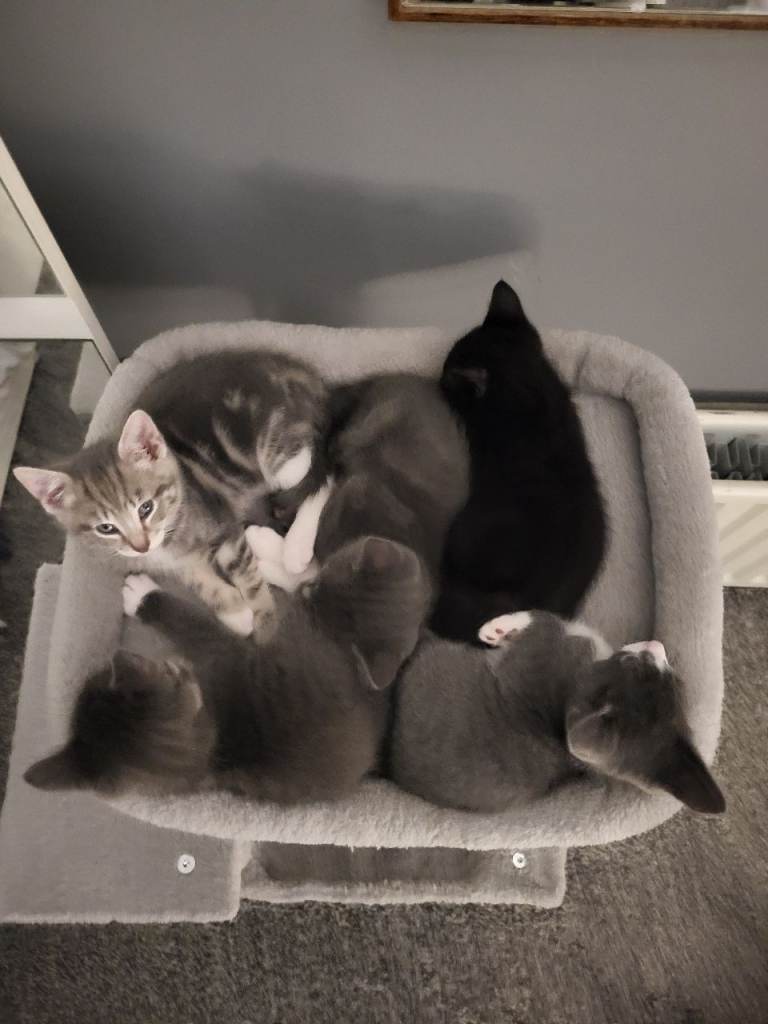 Kittens for sale