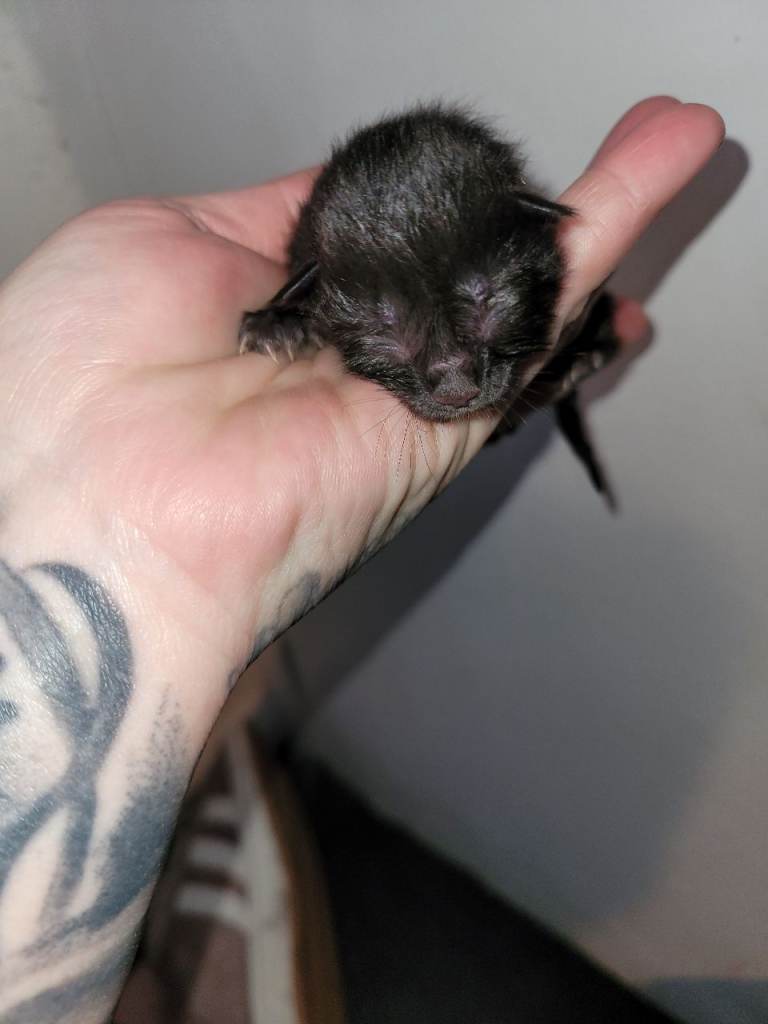 5 Beautiful turkish angora kittens