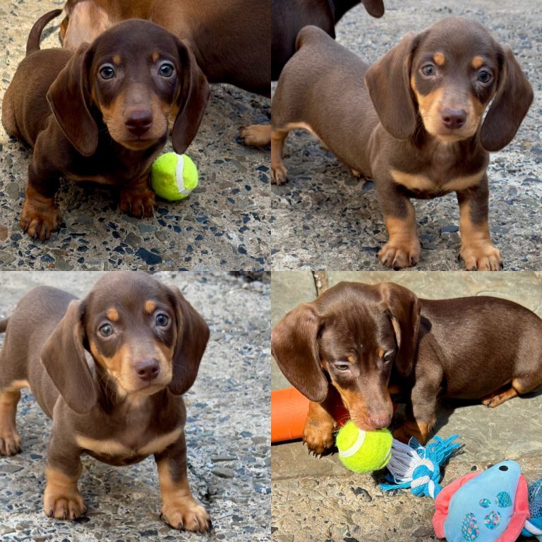 Dachshund puppies 