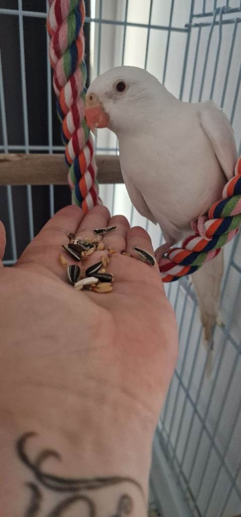 WHITE PRINCESS PARROT. Cage included.
