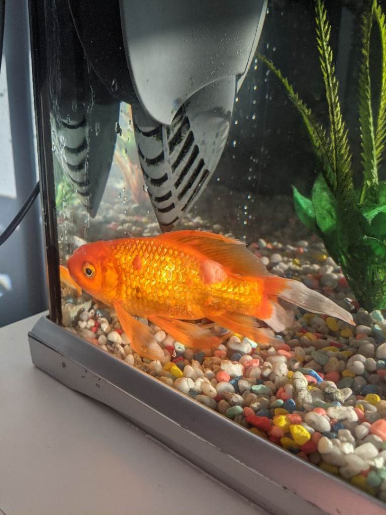 Goldfish, tank, filter, food & accessories 