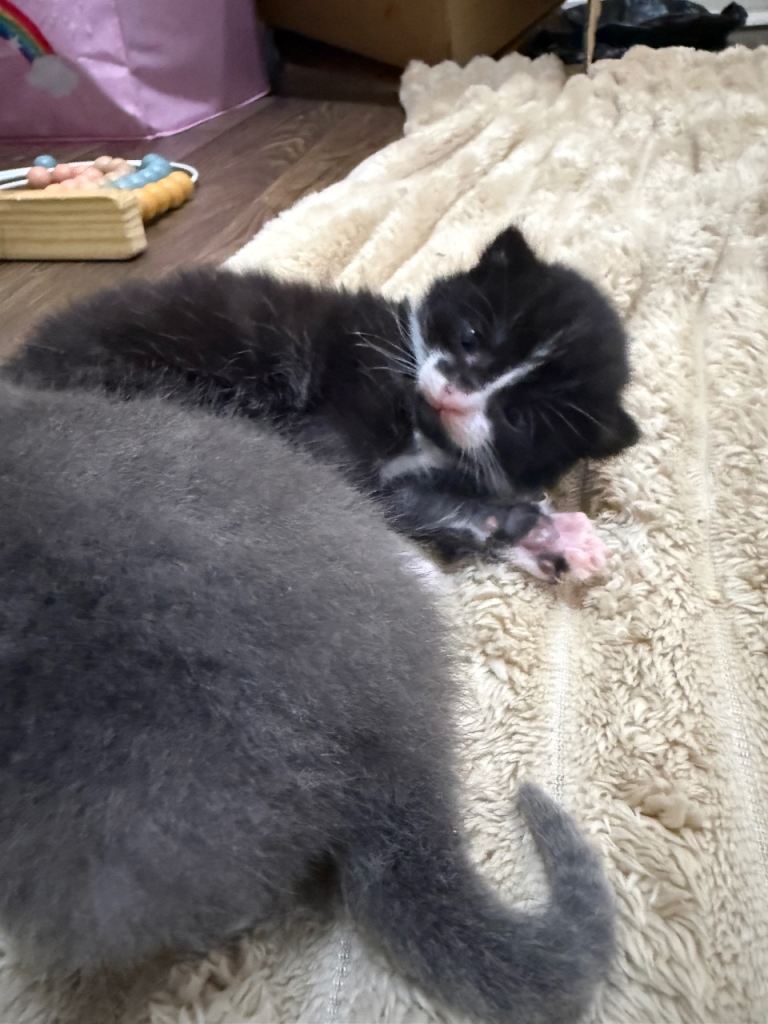  4 British long haired kittens