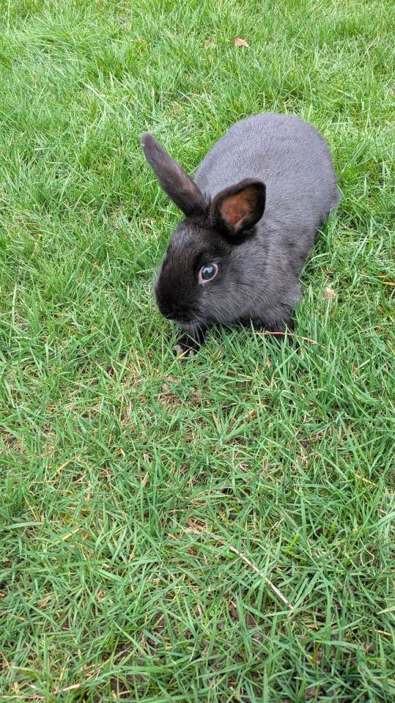 Dwarf Lop Rabbit - female