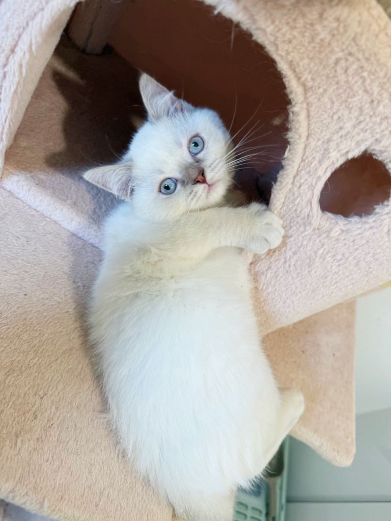 2 Beautiful male Kittens Left – Ragdoll x British Shorthair 