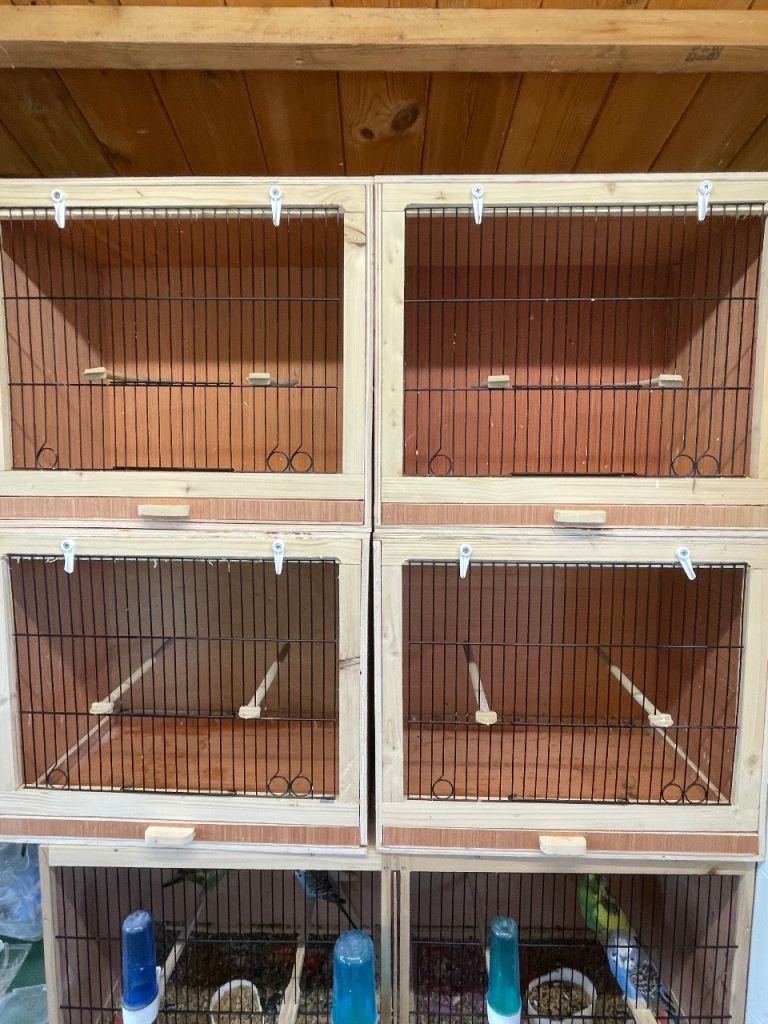 Zebra finches and budgies 