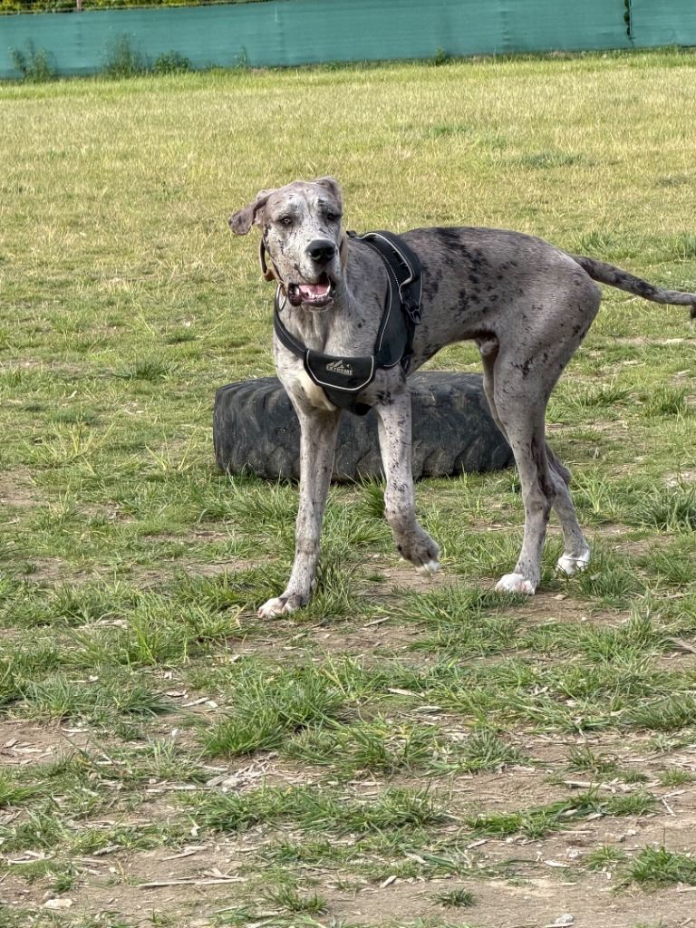 9 month old male Great Danes - Merlin colour 