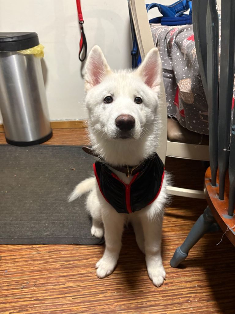 Yuki - Siberian husky 