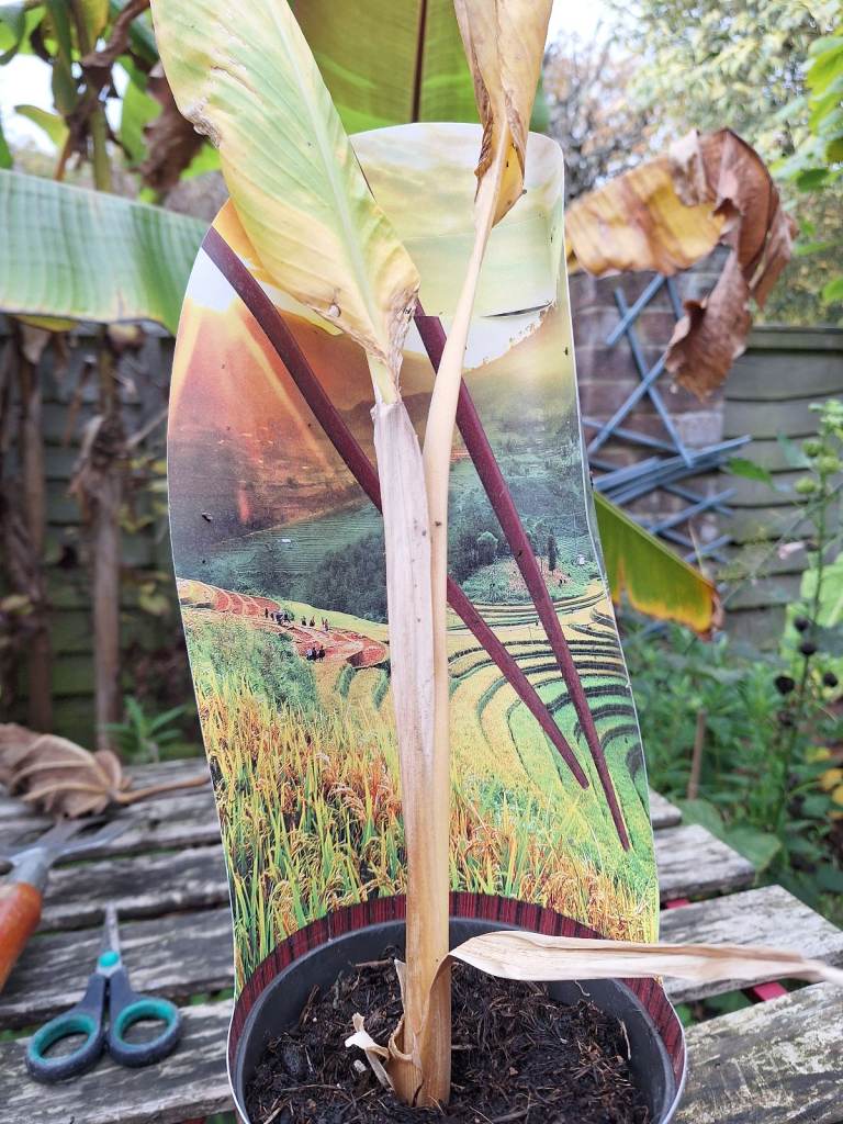 Tumeric Plant Exotic Oriental Herb Plant 