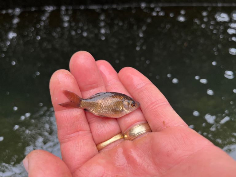 Baby Goldfish £1 & Silver & Golden Rudd £3