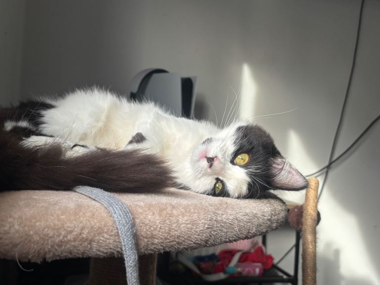 10 month old Norwegian forest cat Nala