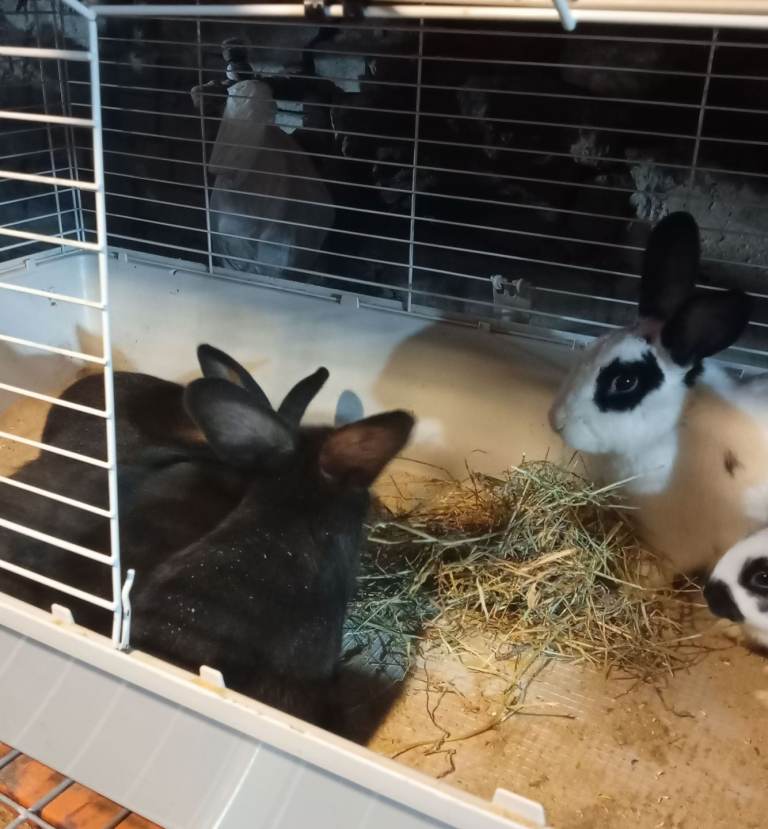 New Zealand black and Papillon 
