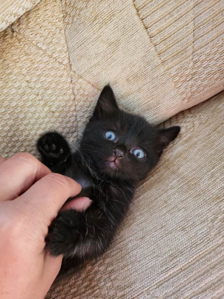 Mix british shorthair fluffy kitten