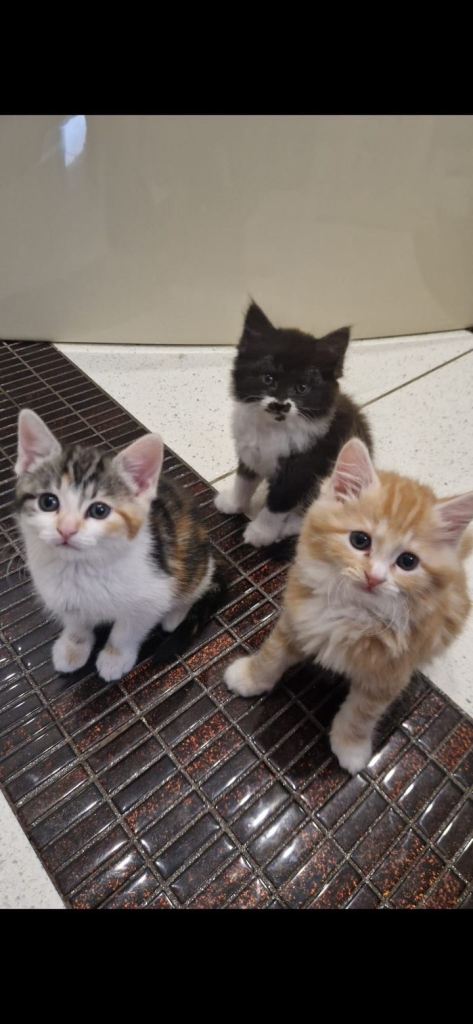 Cute Kittens