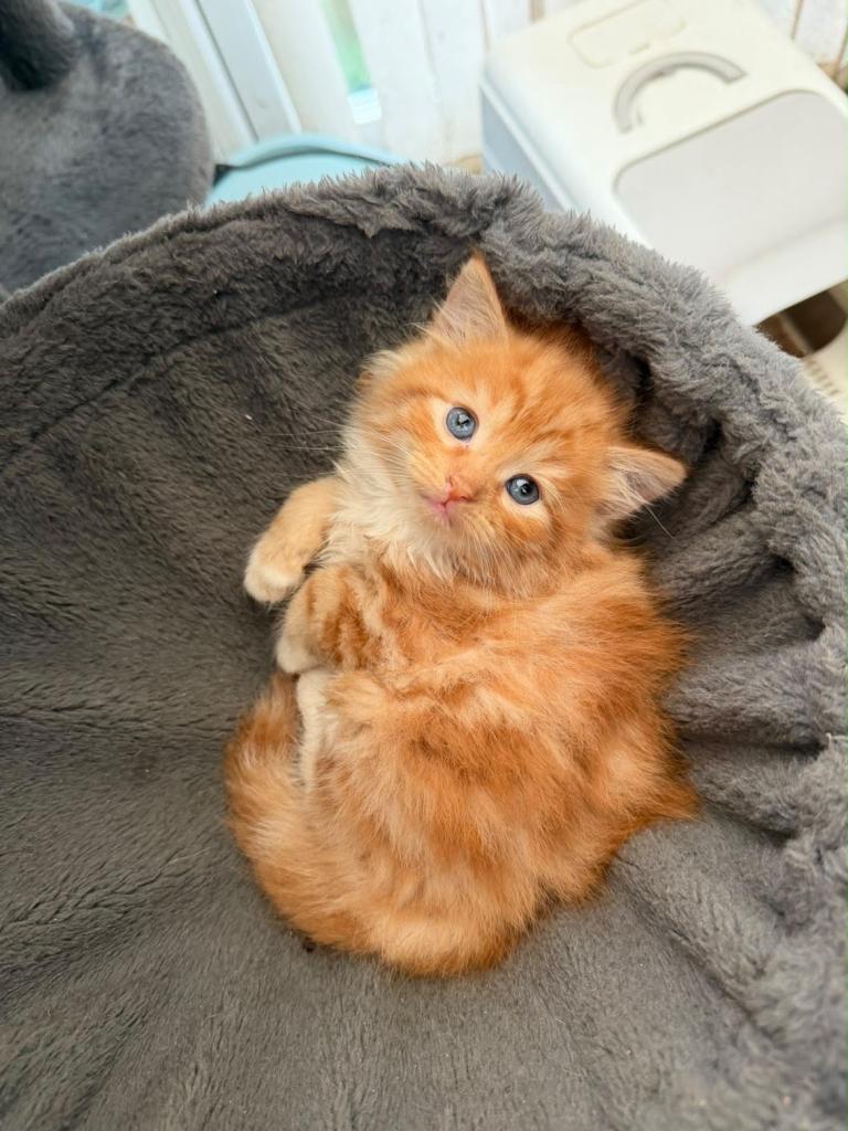 Kittens for sale 