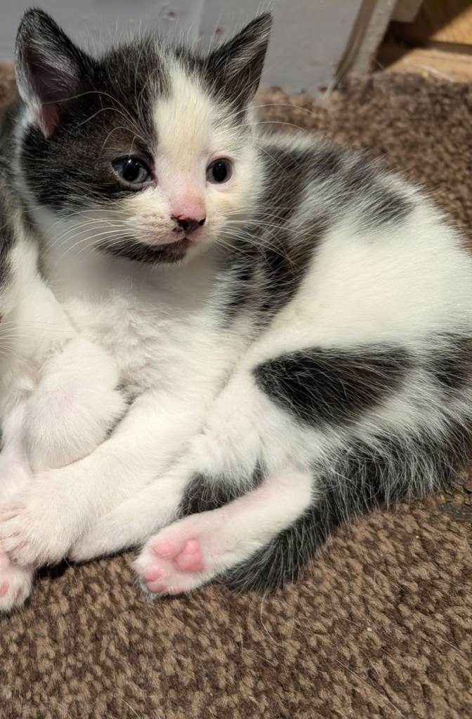 Stunning & Sweet Black & White Female Kitten – Ready Soon!