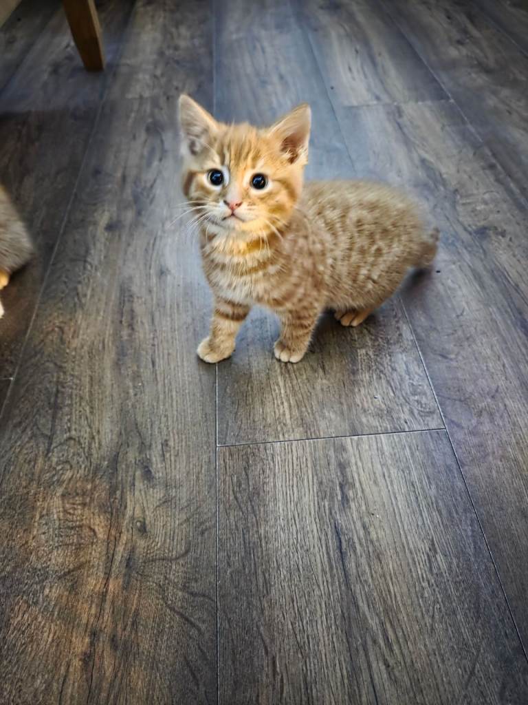 Kittens for sale 8 weeks old 