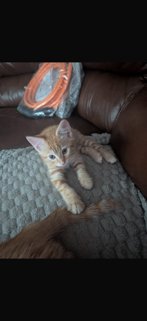 3 Baby Kittens For Sale 