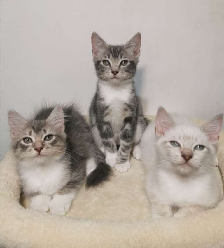Gorgeous Ragdoll BSH kittens