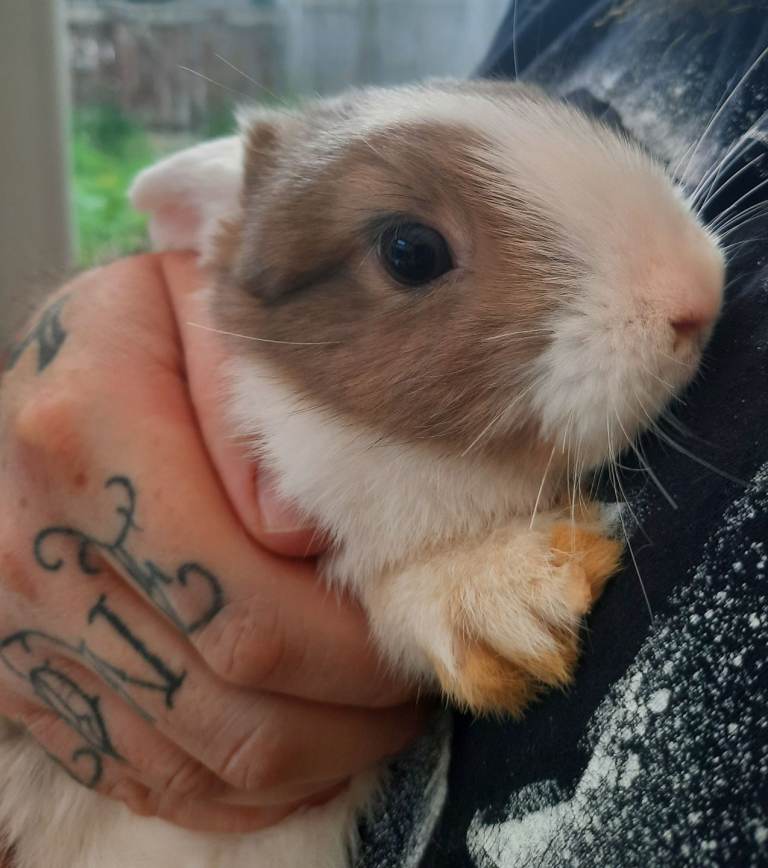 UPDATE Last Gorgeous baby girl mini lop