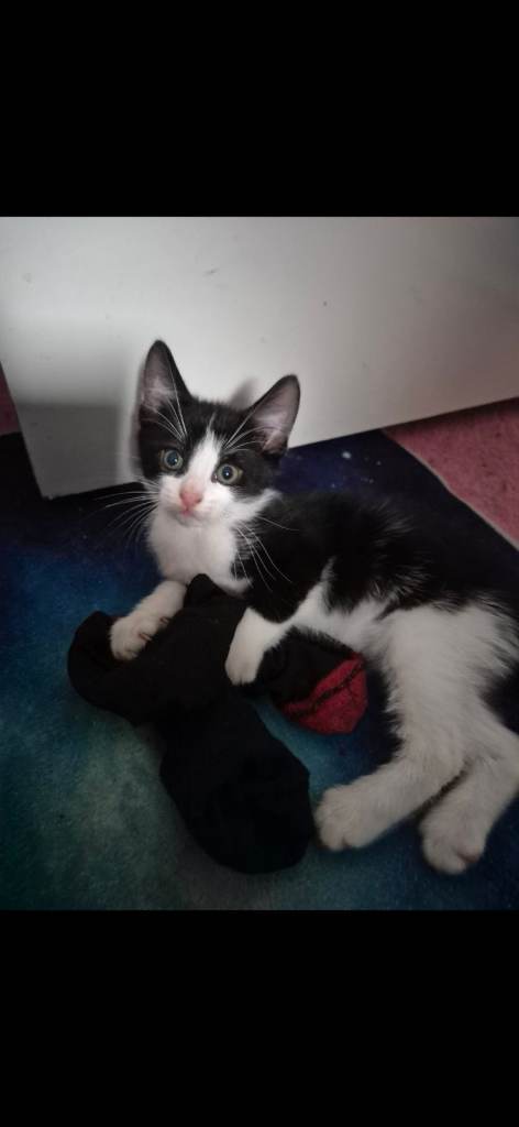 kittens for sale
