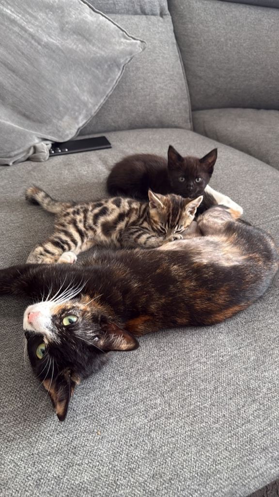 URGENT 2 kittens looking for a new home!!