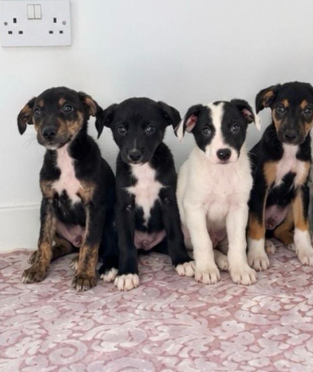 Classic "Old School" Lurcher Puppies – Loving Family Companions