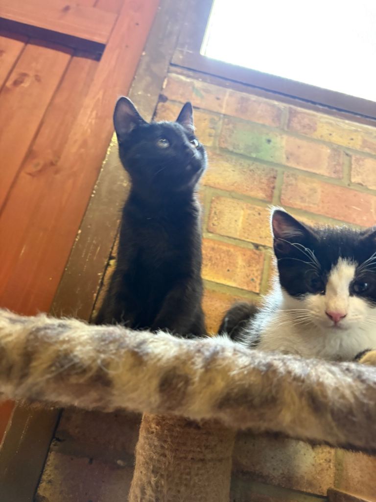 Kittens
