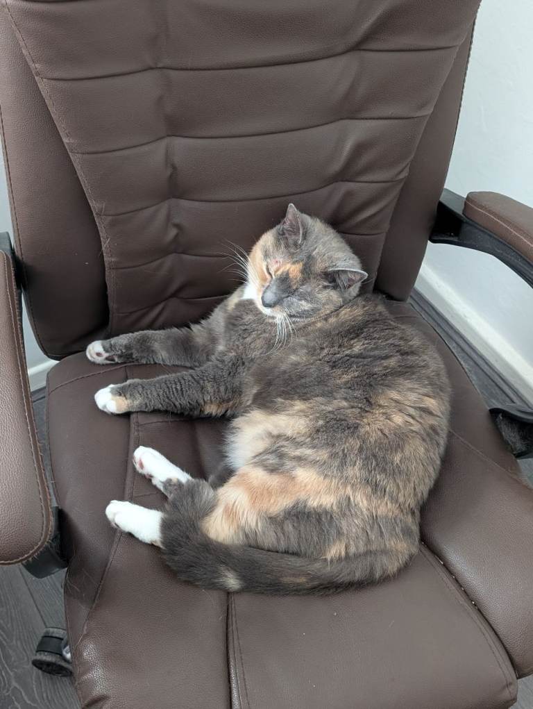 Outdoor female cat