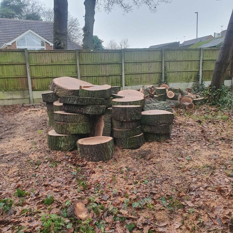 Oak Logs not long cut down