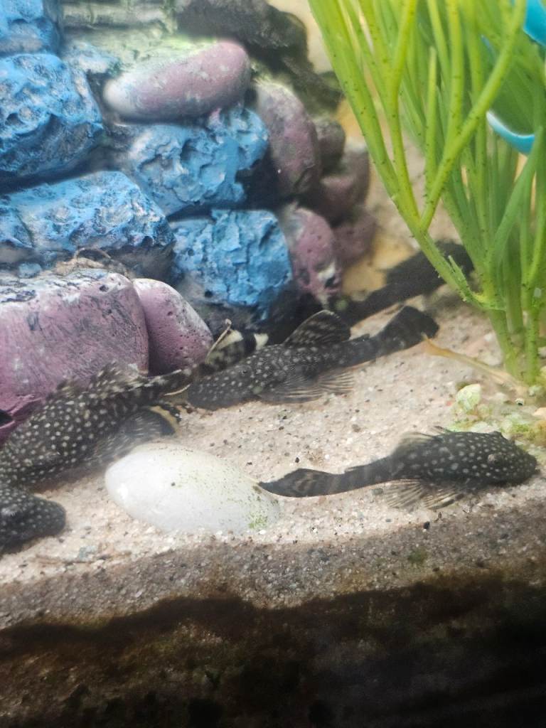 Fish