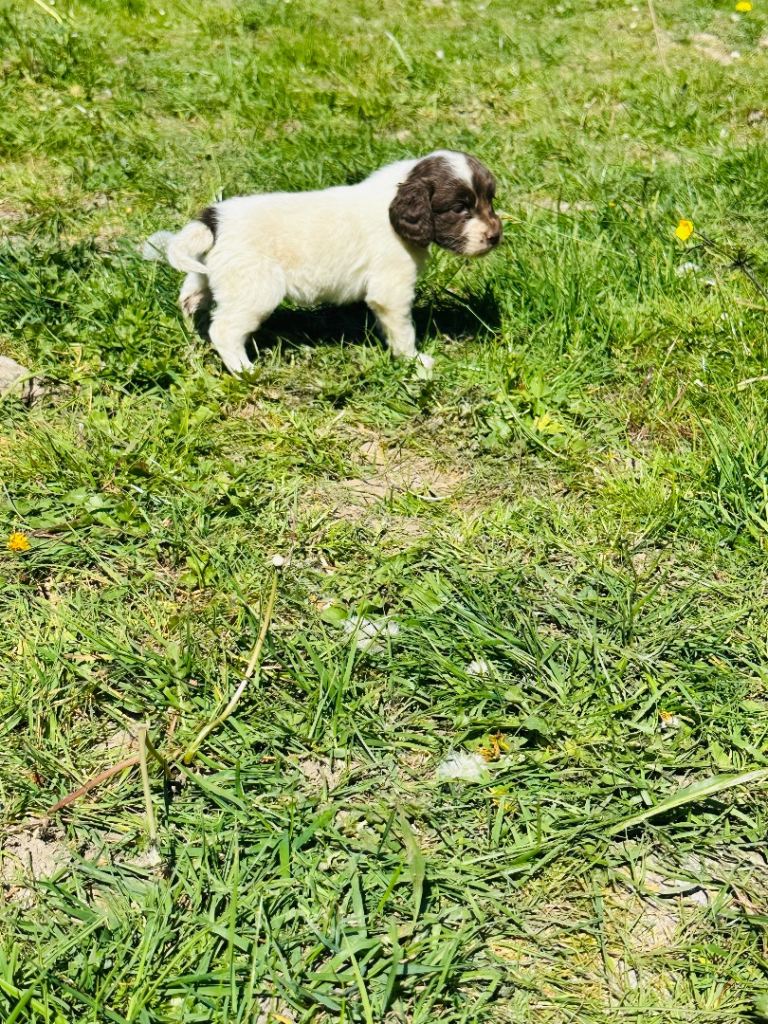 Cocker spaniel puppies 