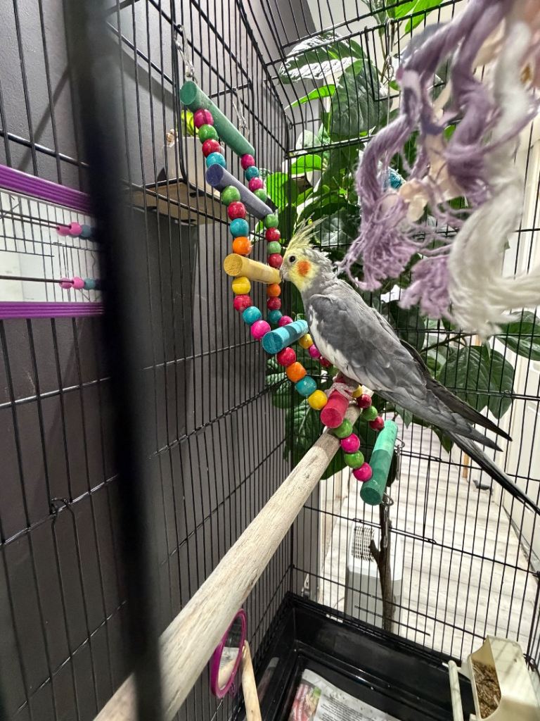Young male cockatiel with large cage