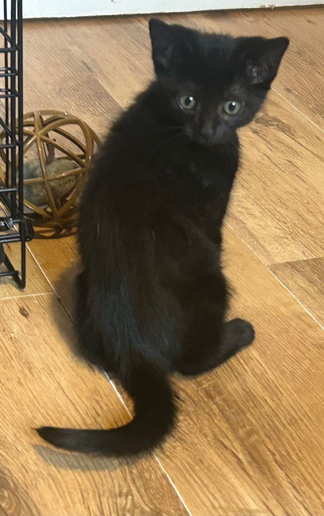 Kittens for sale 