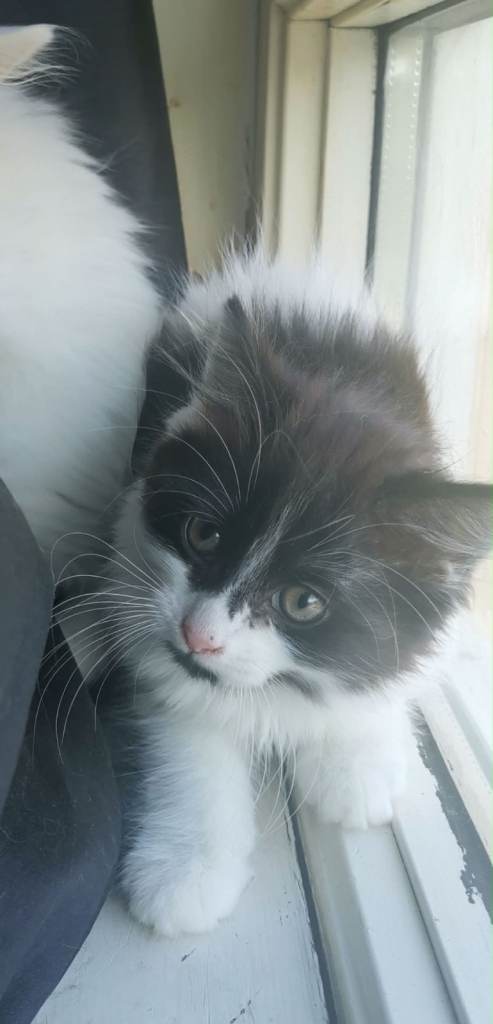 Beautiful 8 Week Old Kitten
