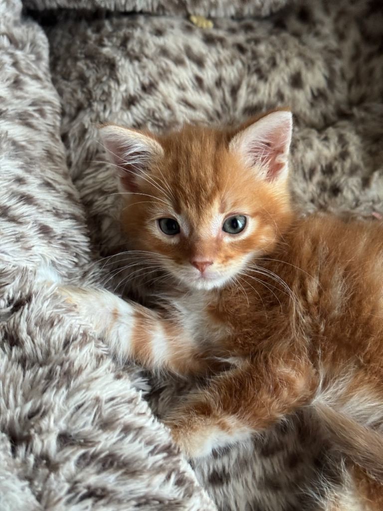 8 Week Old Ginger & White Male Kitten – Ready Now – £400