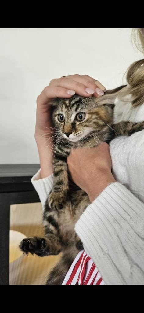 **MUST GO THIS WEEK🐾 ONLY 1 LEFT - 5 Gorgeous Siberian Cross Kittens Looking for Loving Homes 🐾
