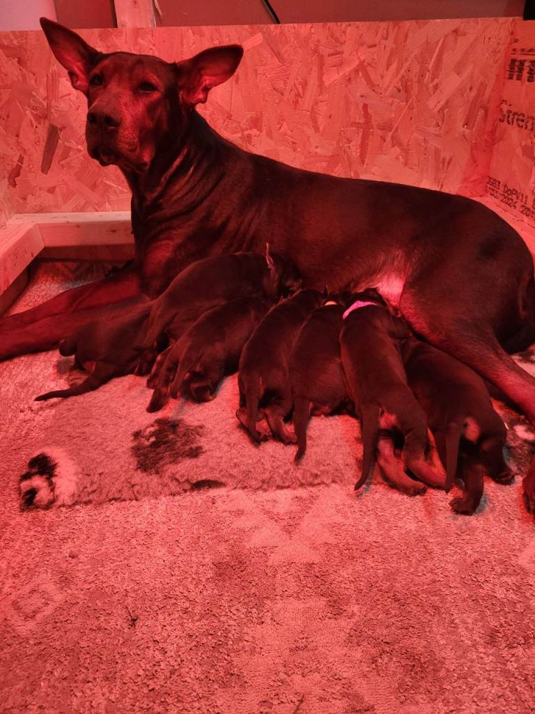 Chinese Red Dog puppies - Not mixed Breed!