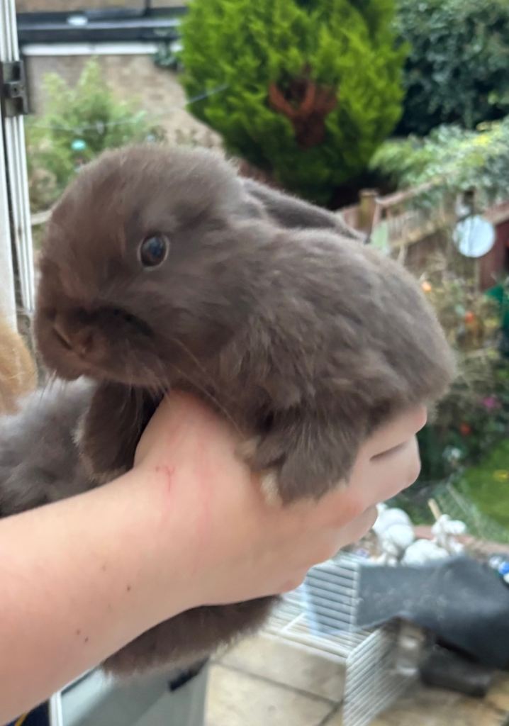 1 chocolate mini lop