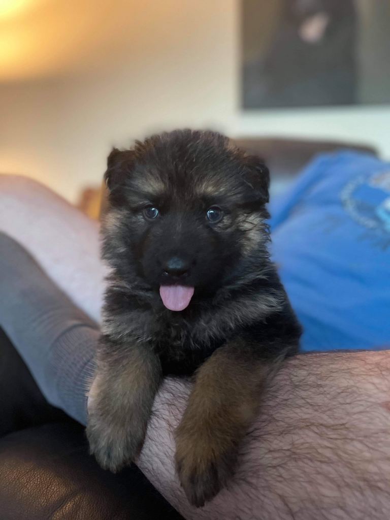 German Shepard puppies 