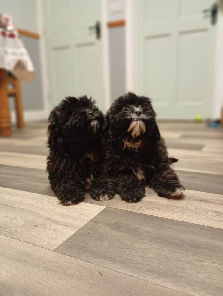 Beautiful pure bred shitzu pups