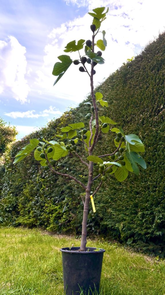 Fig Tree ‘White Marseilles’ in 10L Pot