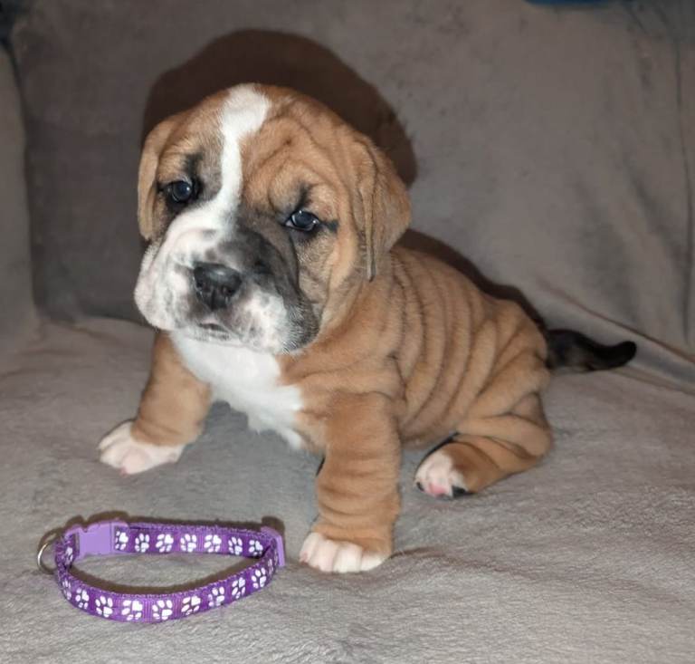 Bulldog x Basha (Basset x Shar Pei) puppies 