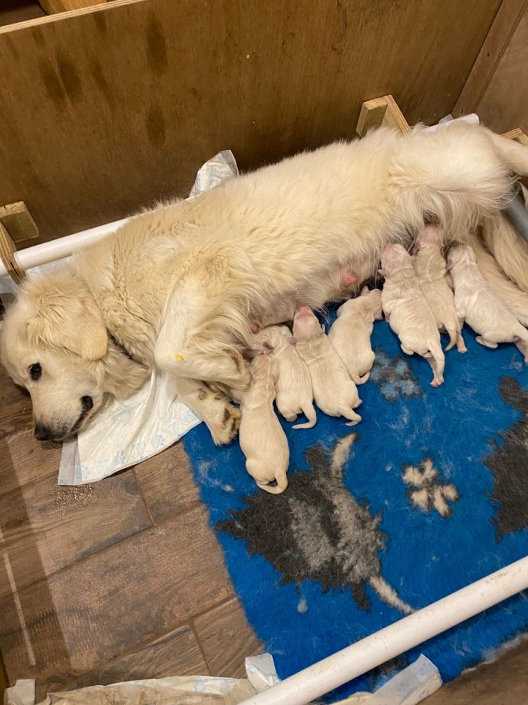Ikc Golden retriever puppies