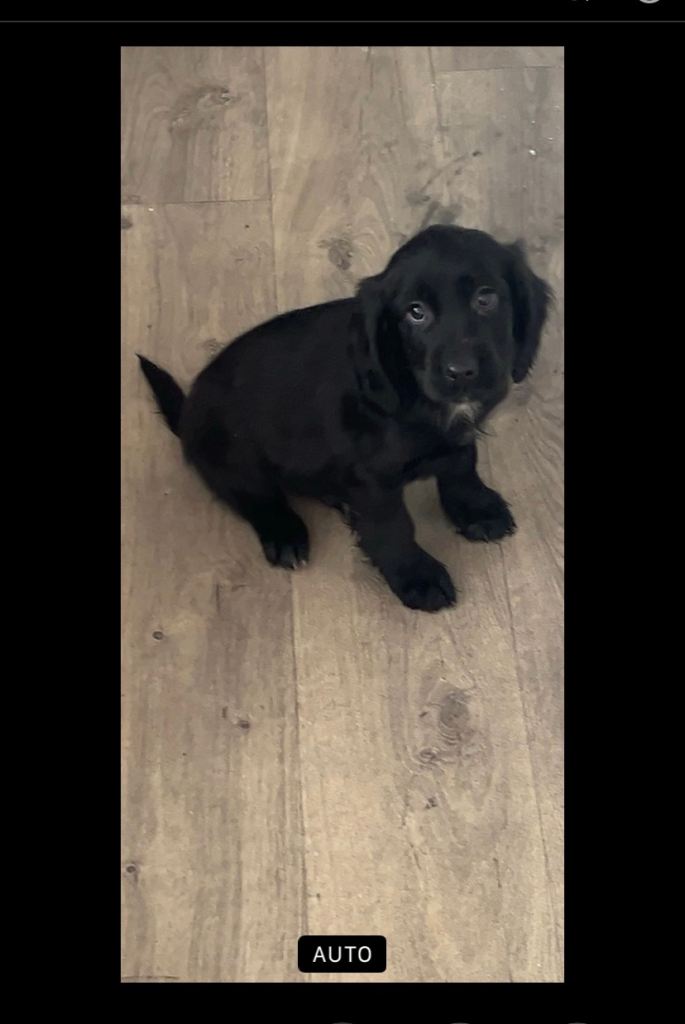 Cocker spaniel puppy