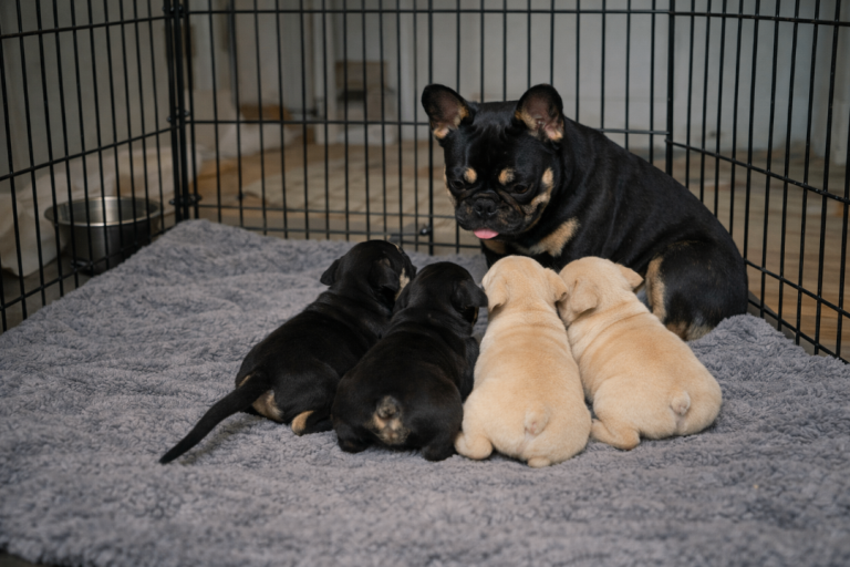 French bulldog female pup