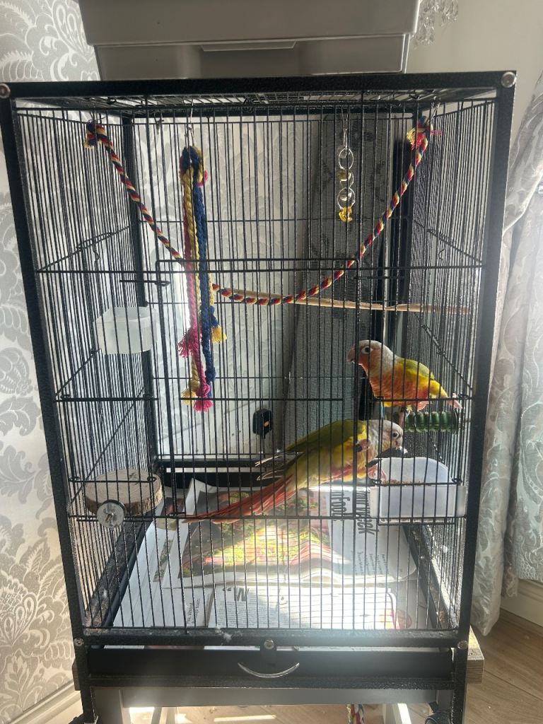 Medium bird cage